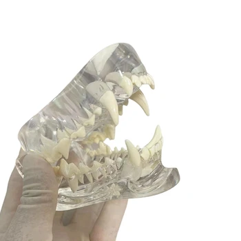 Transparentné Psie Zuby Anatomický Model Zvierat Ústne Zub Čeľuste Pre Veterinárne Vzdelávací Nástroj