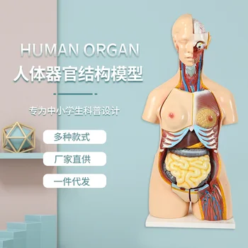 Ľudskej Anatómie Model Orgán Odnímateľný Lekárske Vyučovania Ľudských Kostí Orgán Model Študent Vzdelávania Učebnica